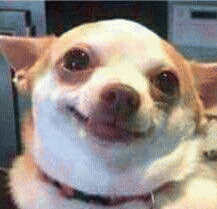 吉娃娃表情包 [我想这是用表情包的最高境界]