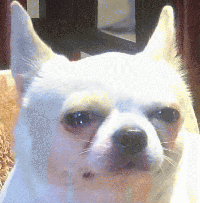 吉娃娃表情包 [我想这是用表情包的最高境界]