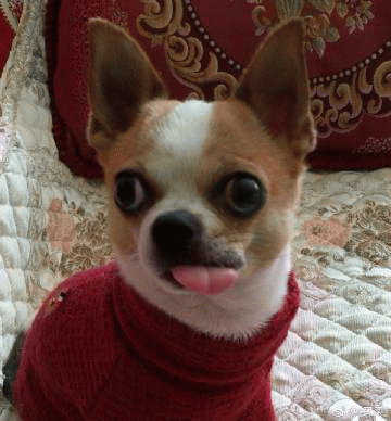 吉娃娃表情包 [我想这是用表情包的最高境界]