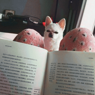 吉娃娃表情包 [我想这是用表情包的最高境界]