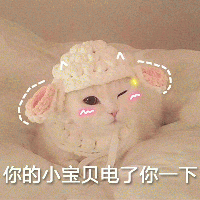 小白猫表情包 [你该不会是个傻子吧]
