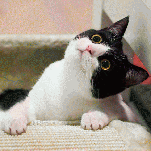 小黑猫表情包 [人家是只无文字的小黑猫]