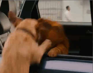 加菲猫表情包 ​ [加菲猫用小拳拳锤你胸口]