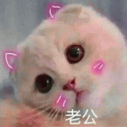 猫咪喊老公的表情包情侣聊天专用