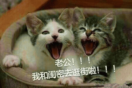 猫咪喊老公的表情包 [悄咪咪的偷窥老公]