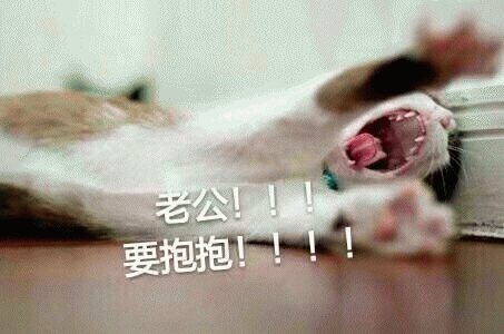 猫咪喊老公的表情包 [悄咪咪的偷窥老公]