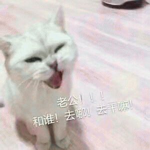 猫咪喊老公的表情包 [悄咪咪的偷窥老公]