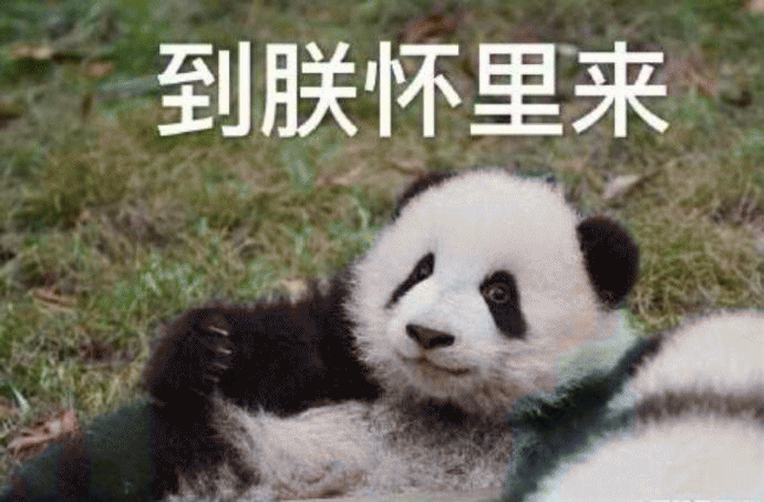 大熊猫表情包 [老公！我来看你来了！]
