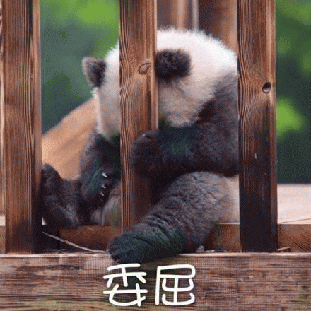 大熊猫表情包 [老公！我来看你来了！]