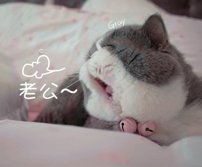 英国短毛猫情侣恩爱聊天表情包