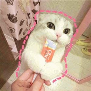 猫咪萌系表情包 [我小猫咪无话可说]