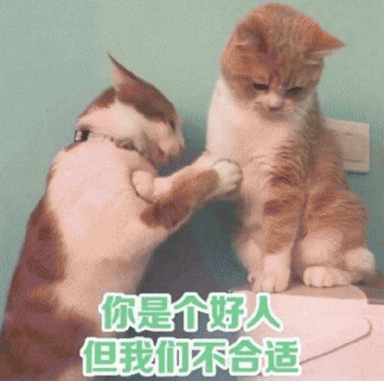 日常吸猫表情包 [哈哈哈哈哈哈 你没我萌吧！]