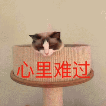 日常吸猫表情包 [哈哈哈哈哈哈 你没我萌吧！]