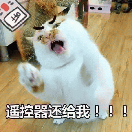 网红猫楼楼表情包 [热到昏古七 热到怀疑喵生]