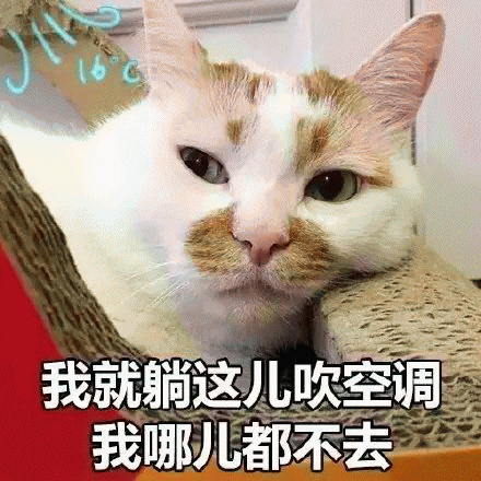 网红猫楼楼表情包 [热到昏古七 热到怀疑喵生]