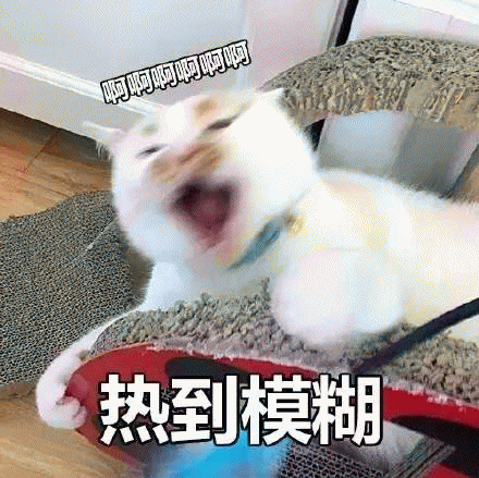 网红猫楼楼表情包 [热到昏古七 热到怀疑喵生]