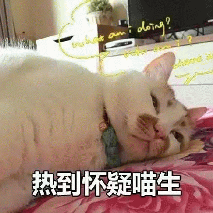 网红猫楼楼表情包 [热到昏古七 热到怀疑喵生]