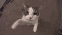 很火的猫咪卖萌GIF动态表情包