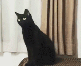 长脖子黑猫动态表情包 [dei dei dei 你说的都dei]