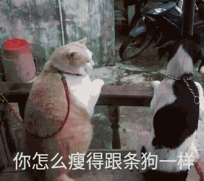 猫咪带字表情包[最近很火的表情包猫都在这里]全套200张