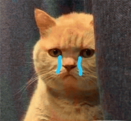 橘猫表情包 [我妈不让我跟傻子玩]