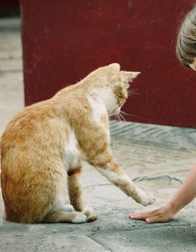 猫咪唯美意境图片大全