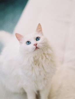 可爱猫咪唯美小清新图片