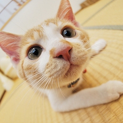 可爱猫咪好看搞笑图片