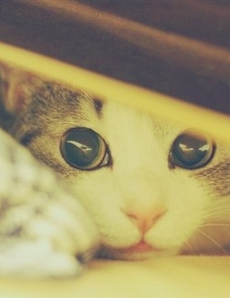 <b>可爱萌物图片猫咪温馨照片</b>