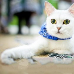 酷毙帅呆的可爱萌宠猫咪图片大全