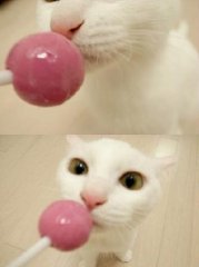 <b>可爱的猫咪图片呆萌萌的</b>