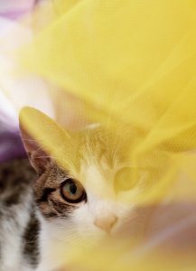 超可爱的猫咪照片唯美好看