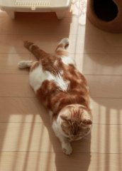 呆萌活泼可爱的小猫咪