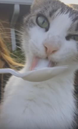 猫喝酸奶的好处和坏处