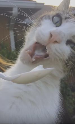 猫喝酸奶的好处和坏处