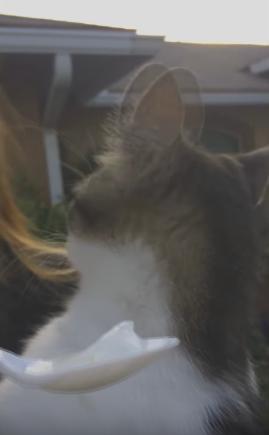 猫喝酸奶的好处和坏处