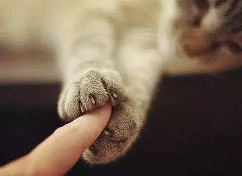 被猫咪抓伤如何处理