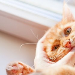 <b>猫咪咬人怎么办？如何让猫咪改掉坏习惯</b>