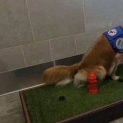 怎么教狗狗定点排便(五种方法训练狗狗定点排便