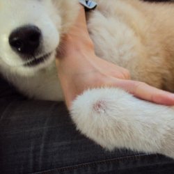 狗狗皮肤螨虫怎么治疗(狗狗螨虫性皮肤病怎么治