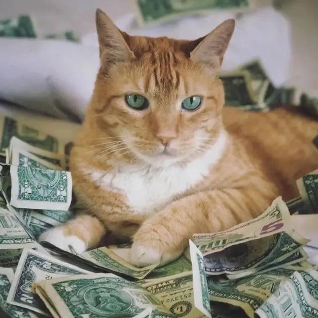 520，作为一只单身喵，有它真香！