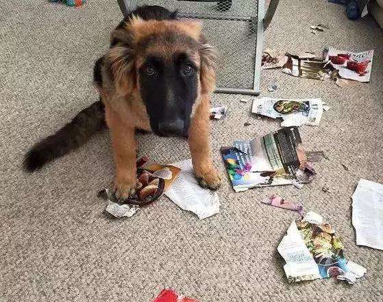 狗狗拆家的原因(拆家的狗有哪些特点)