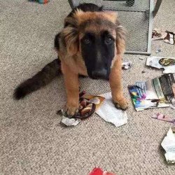 狗狗拆家的原因(拆家的狗有哪些特点)