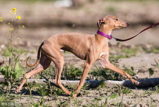 二郎神的哮天犬之灵缇，你了解多少？