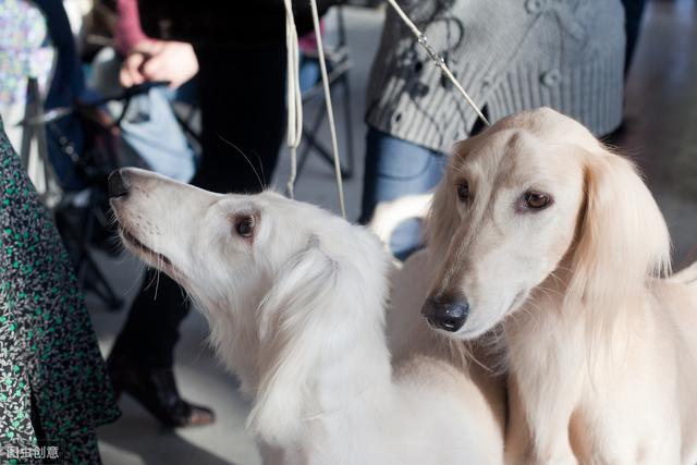 二郎神的哮天犬之灵缇，你了解多少？