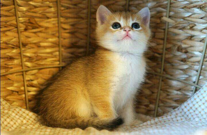 2至6月幼猫喂养方法(幼猫喂养指南)