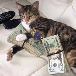 <b>520，作为一只单身喵，有它真香！</b>