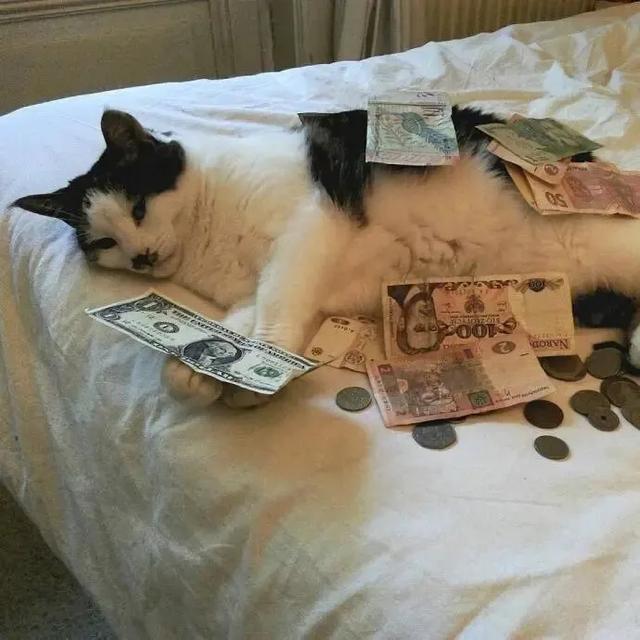 520，作为一只单身喵，有它真香！