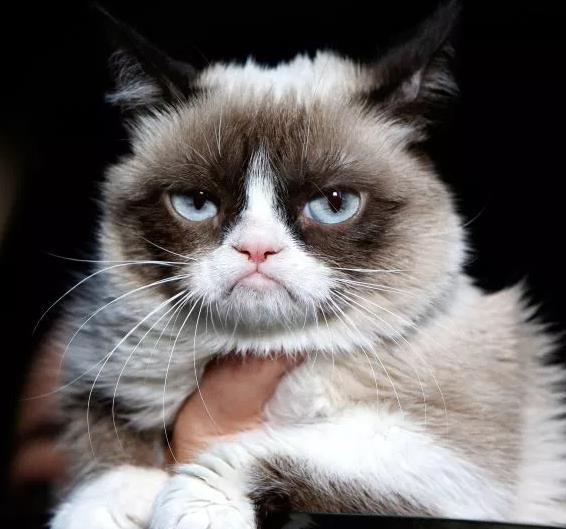 看看最新网红愤怒猫