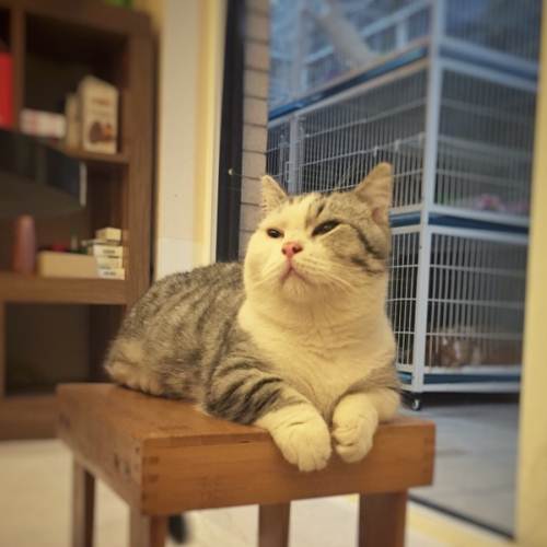 曼基康短腿猫是什么品种(短腿猫图集)